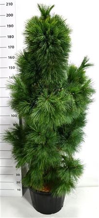 Pinus Schwerinii Wiethorst