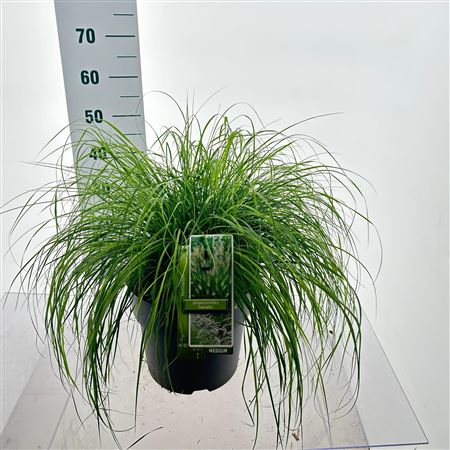 Pennisetum Alop Hameln