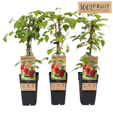 Rubus Idaeus Zefa Herbsternte