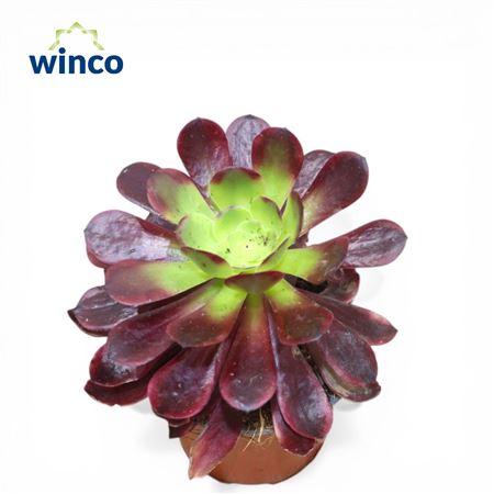 Aeonium Purple Queen