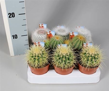 Cactus Boll Mix On Row + Foto Etiket