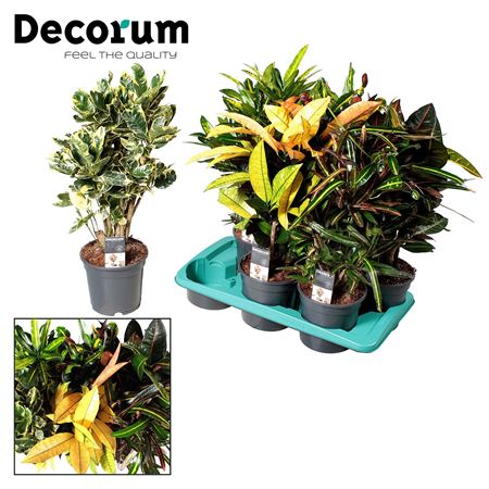 Codiaeum Branched Mix