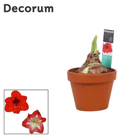 Hipp Mix 2pp In Terracotta (decorum)