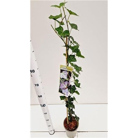 Hedera He Woerner