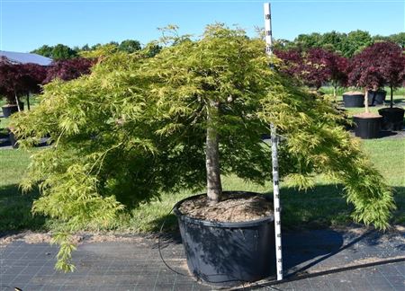 Acer Palm Green Lace