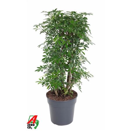 Schefflera Luseana Branched