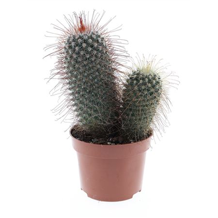 Mammillaria Pringley Dubbel