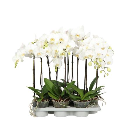 Phal 1st A2 White 6+ (opti)