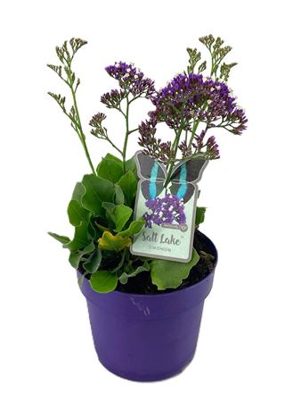 Limonium Salt Lake.