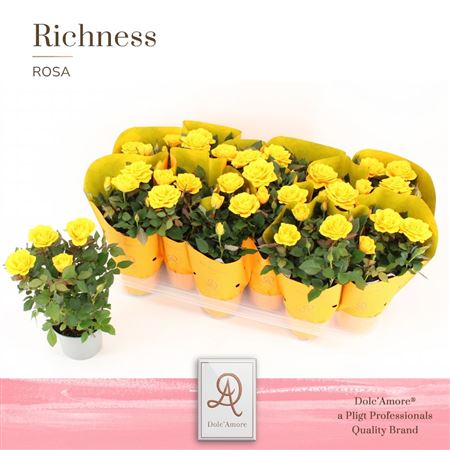 Rosa Yellow (dolc'amore)