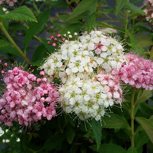 Спирея японская Широбана в тубе