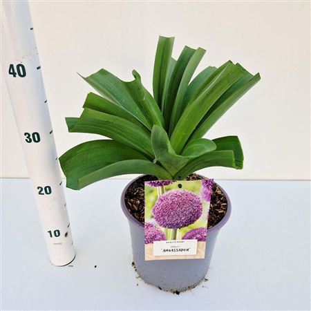 Allium Ambassador.