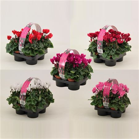 Cyclamen 4-pack Mix Shelf