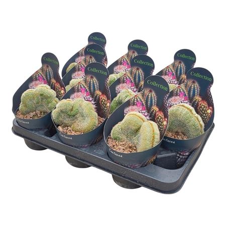Notocactus Leninghausii Crestato Potcover