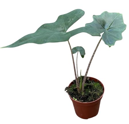 Alocasia Batwing