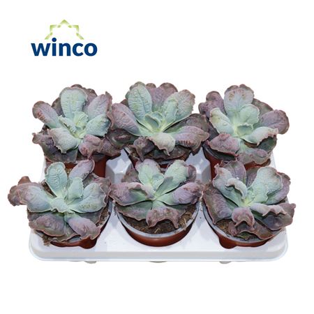 Echeveria Paul Bunyan