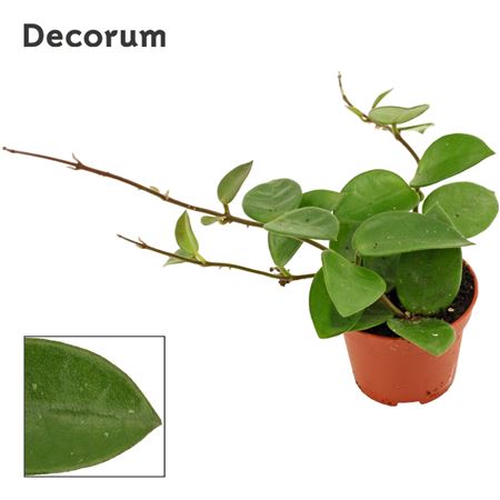 Hoya Chouke Decorum