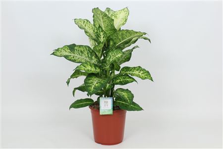 Dieffenbachia Mars.