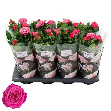 Rosa Patio Regina