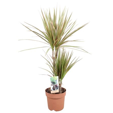 Drac Bicolor 30-15