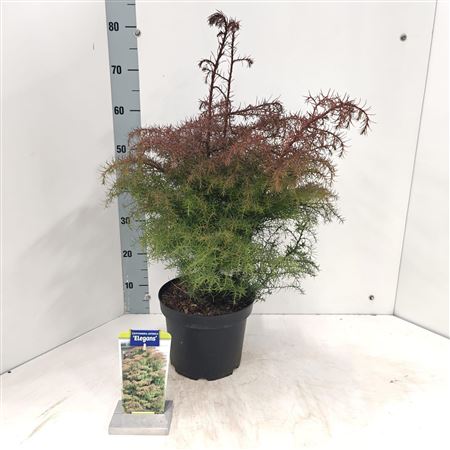 Cryptomeria Jap Elegans