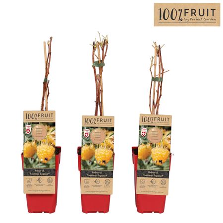 Rubus Idaeus Twotimer Sugana Yellow