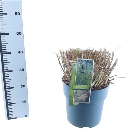 Pennisetum Al Black Beauty