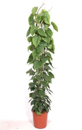 Philodendron Scandens Piramide