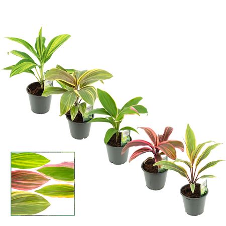 Cordyline Special Mix (scenza)