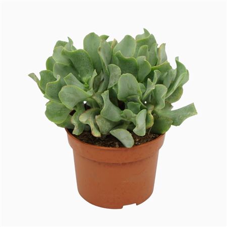 Crassula Arborescens `krul` 10,5 Cm
