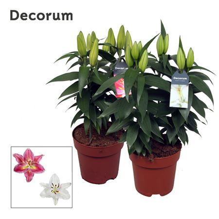 Lilium Or Mix 3pp (decorum)