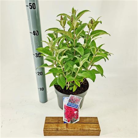 Buddleja Dav Little Bubblegum (butterfly Candy)