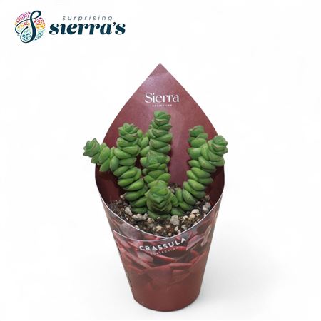 Crassula Marneriana Jade (sierra) Sierra Collectio