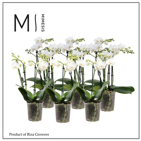 Phal Multi 4st White 28+ (orchid Growers)