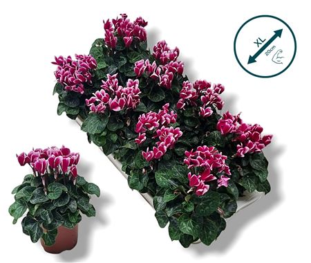 Cyclamen Compact Fantasia Purple