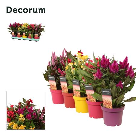 Celosia Mix Label (decorum)