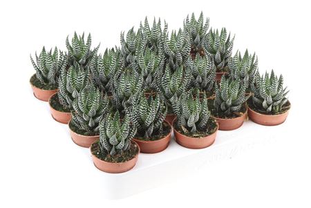 Haworthia Fasciata Ibrida