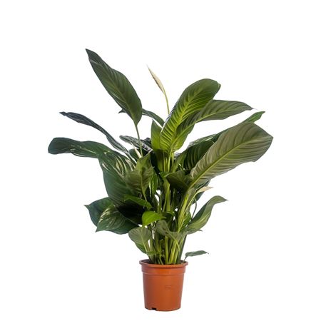 Spath Isabella 2+ Blanco Sleeve