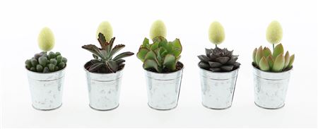 Zink Succulent + Egg