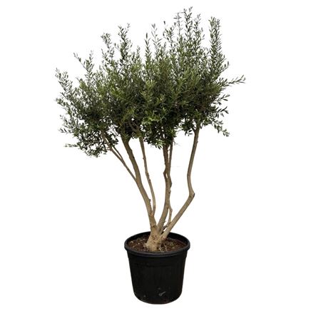 Olea Europaea Multi-stem
