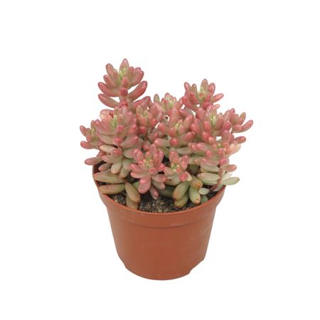 Sedum Rubrotinctum Aurora