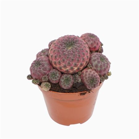 Sulcorebutia Rauschii