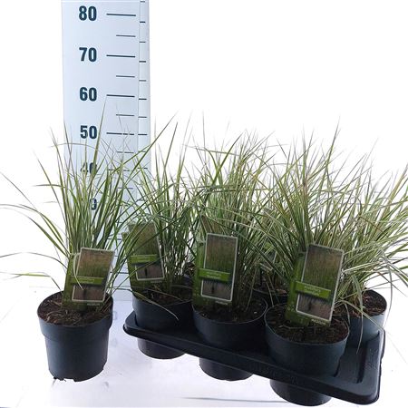 Calamagrostis Acutiflora Overdam