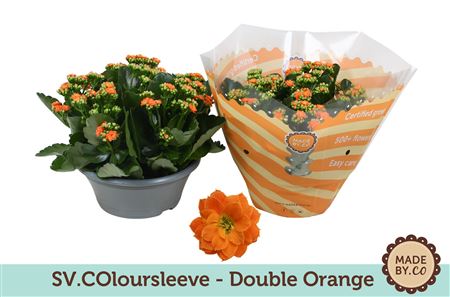 Kal Ros Orange In Bowl Sv.colour