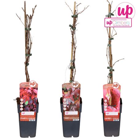 Партеноциссус Микс