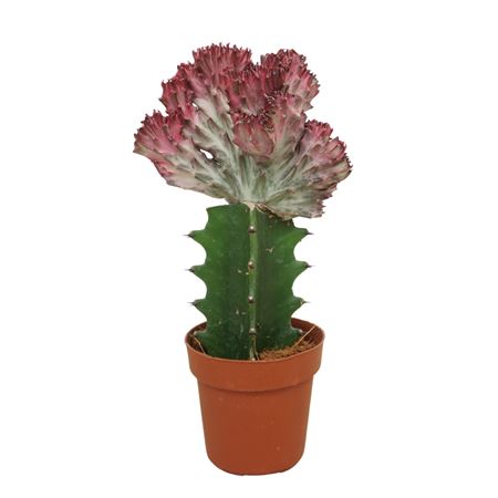 Euphorbia Lactea Cristata