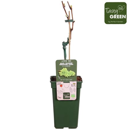 Vitis Vin Lakemount (grafted) Bio