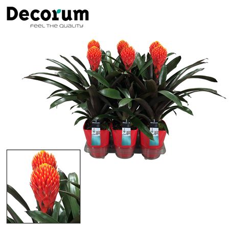 Guzmania Tala Luxe Ceramiek (decorum)