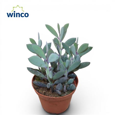 Senecio Crassisimus