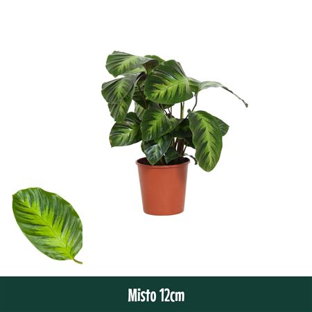Calathea Misto